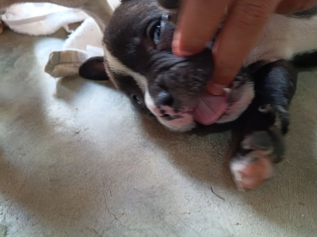 Vendo Pitbull puro - Foto 5