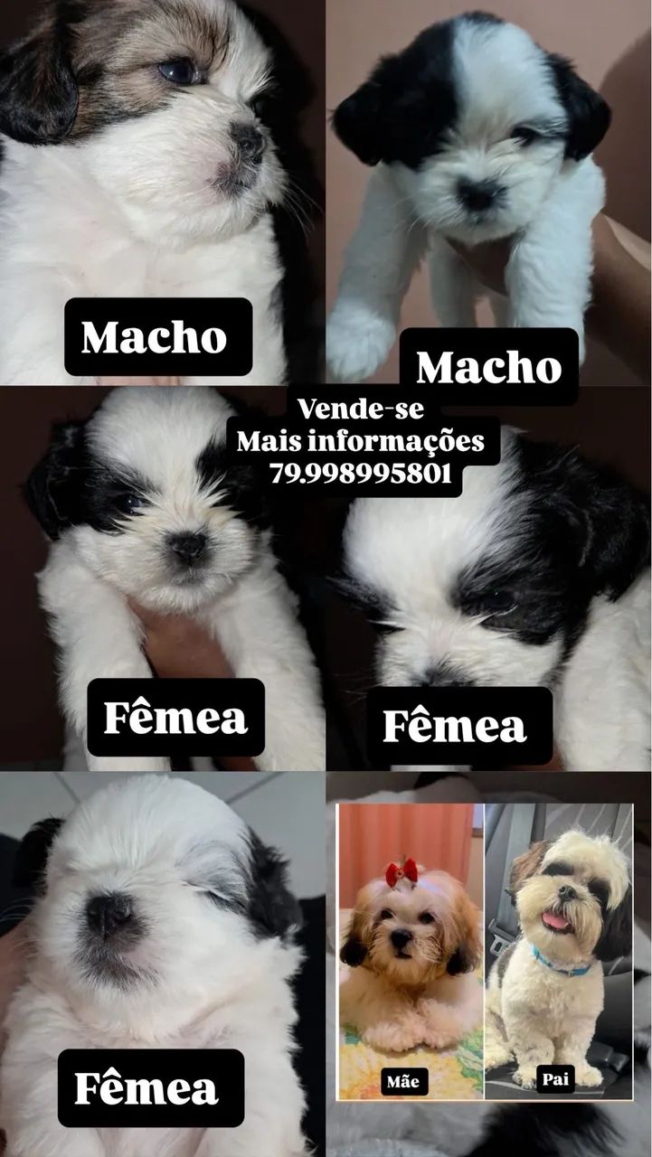 Vende-se filhotes de shitzu !