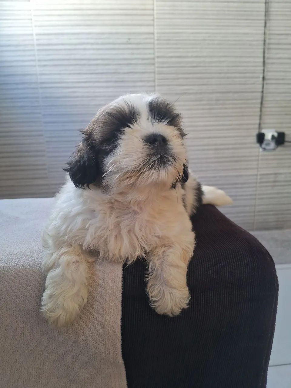 Cachorro ?  - Foto 3