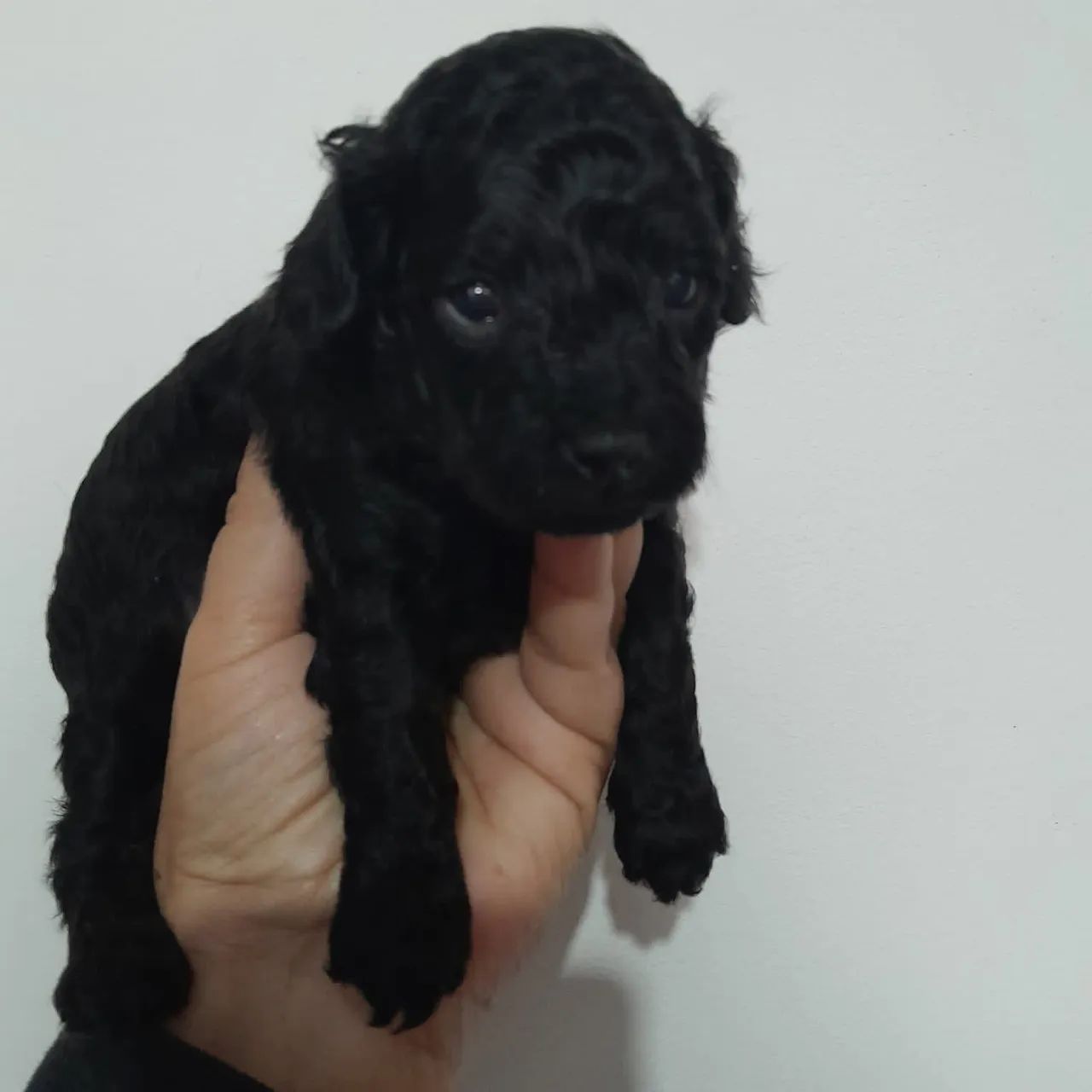 Poodle preta com pedigree!