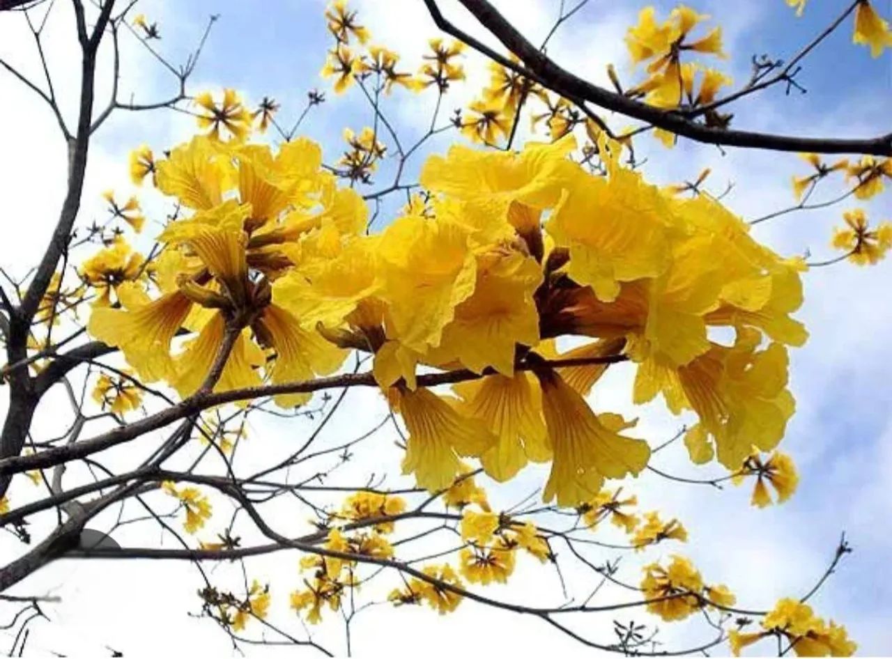 Ypê amarelo - mudas - Foto 5