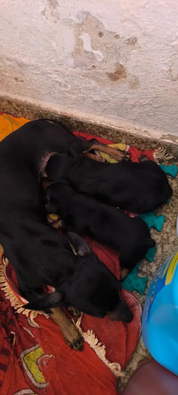 Menininhos Pinscher 1 - Foto 2