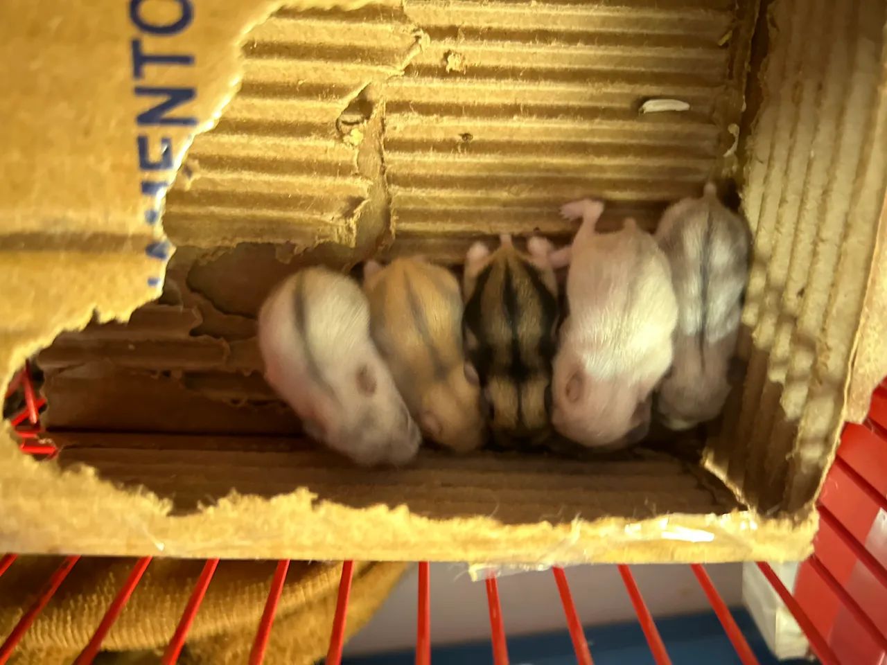 Hamster - Foto 4