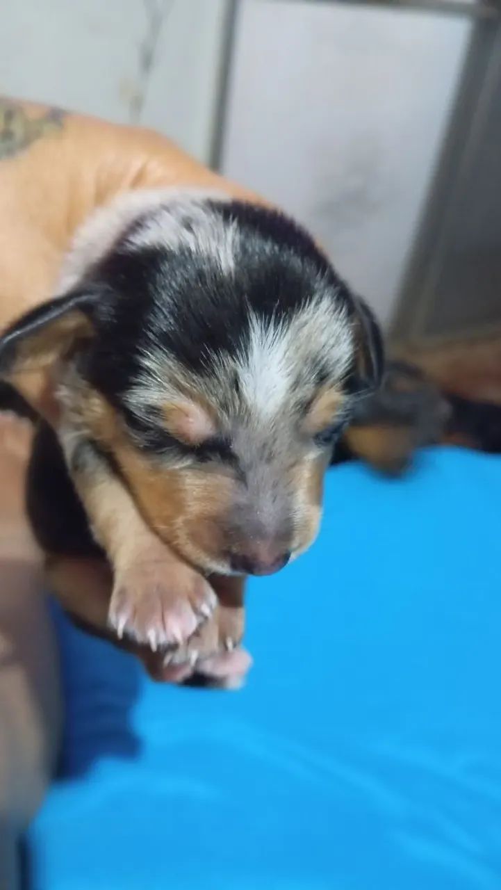 Cachorro ? - Foto 5
