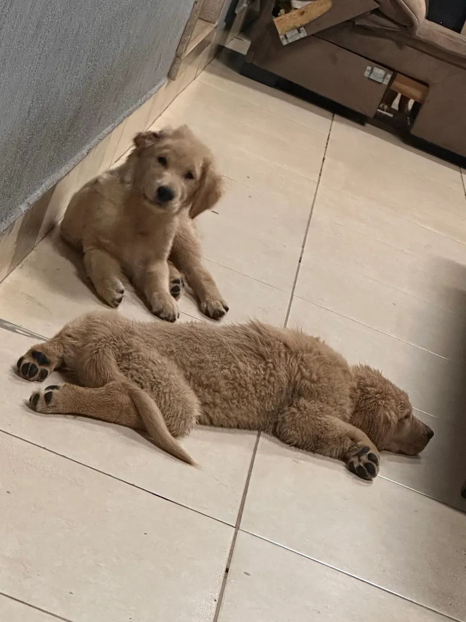 Golden retriever  - Foto 2