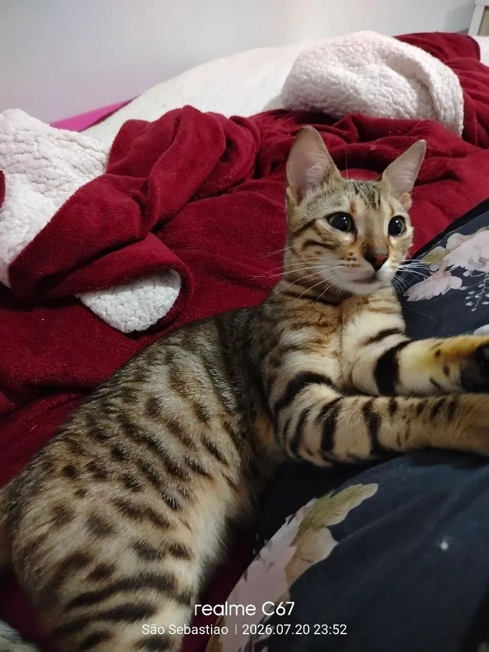 Gato Bengal  - Foto 3