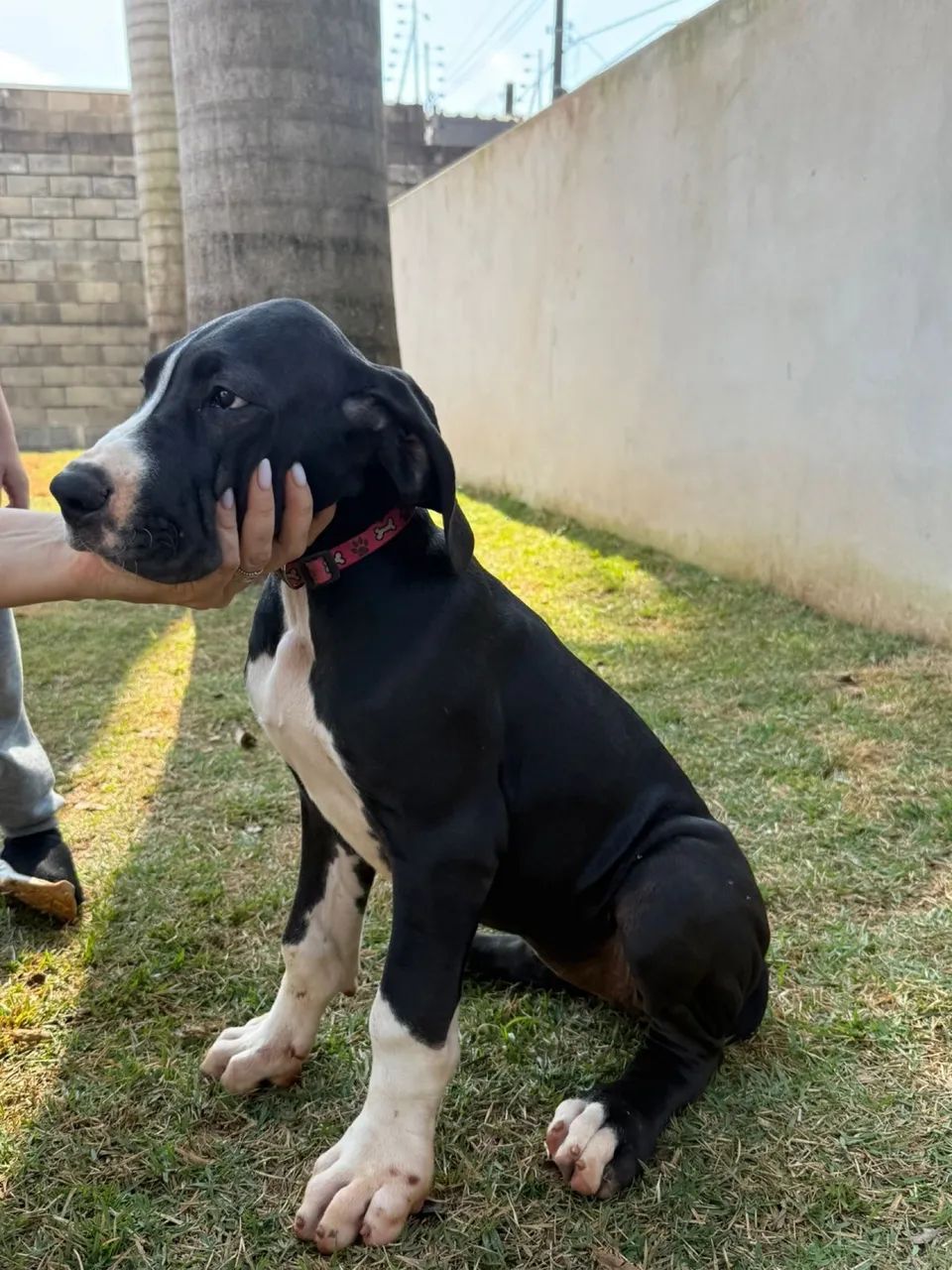 Filhotes Dogue alemão  - Foto 5