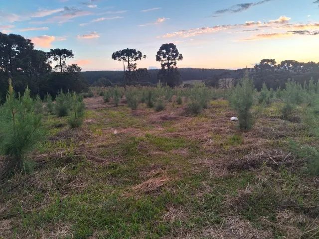 Terra + pinus de 2 anos - Foto 5