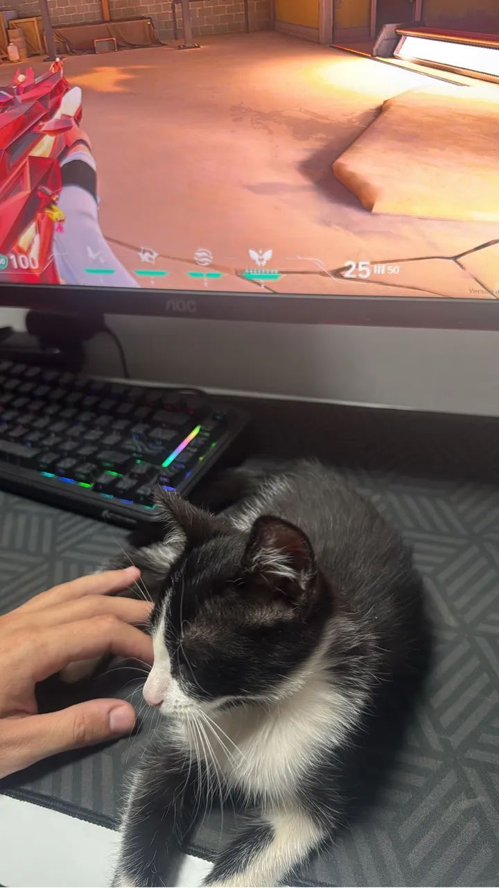 Doa-se gato - Foto 3