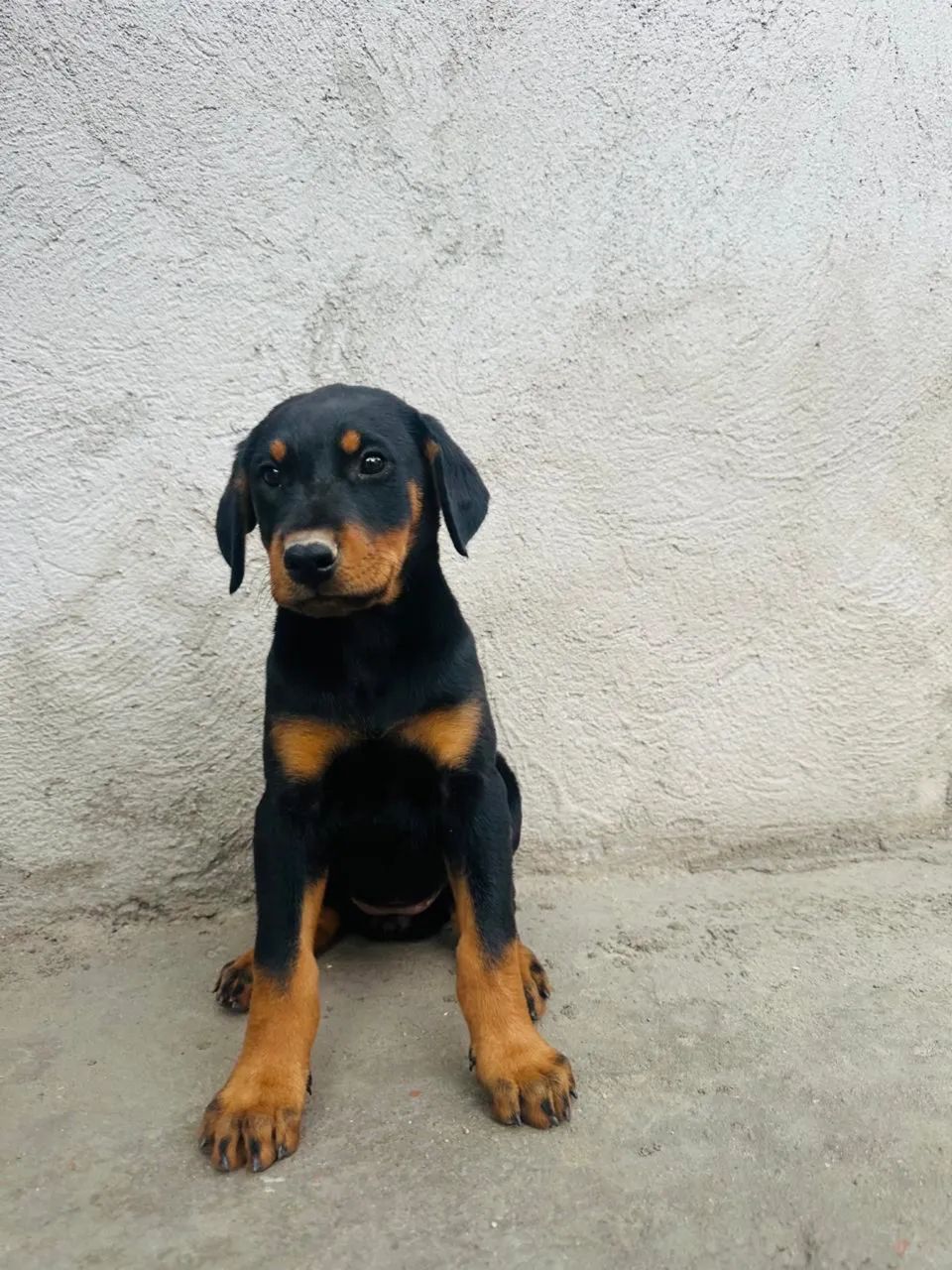 Filhote de doberman