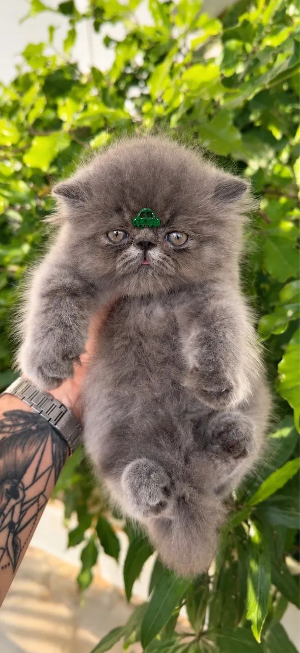 Gato persa macho  - Foto 2