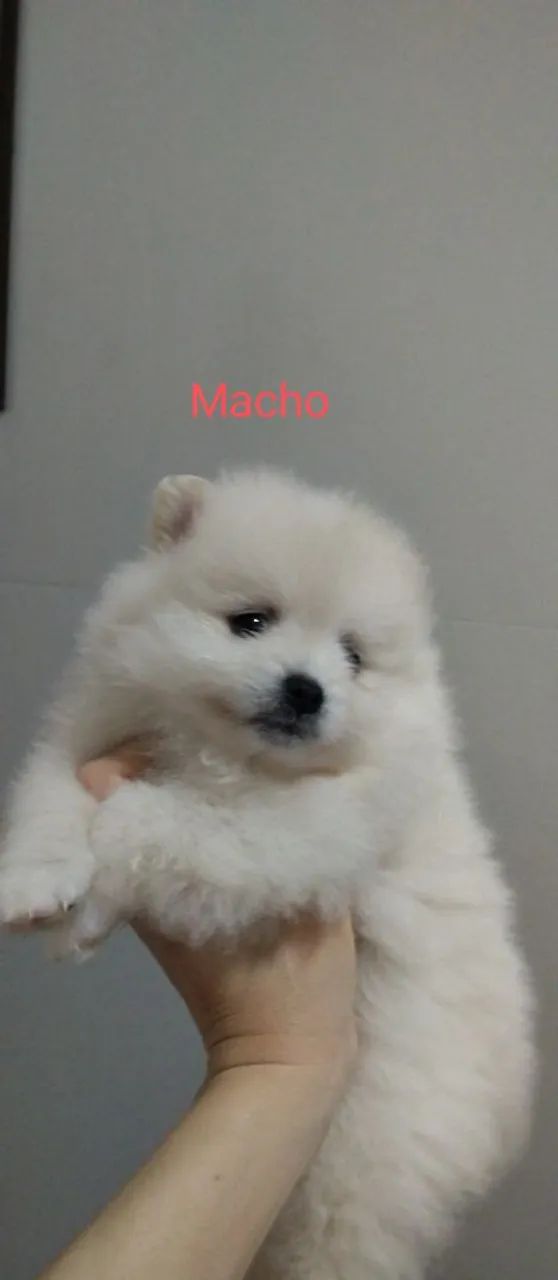 Spitz alemão/lulu da Pomerânia  - Foto 2