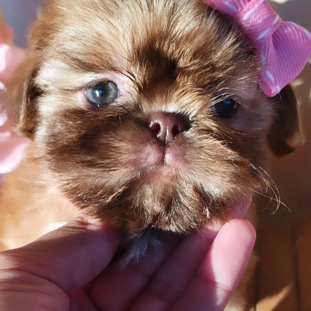 Fêmea shih Tzu  - Foto 2