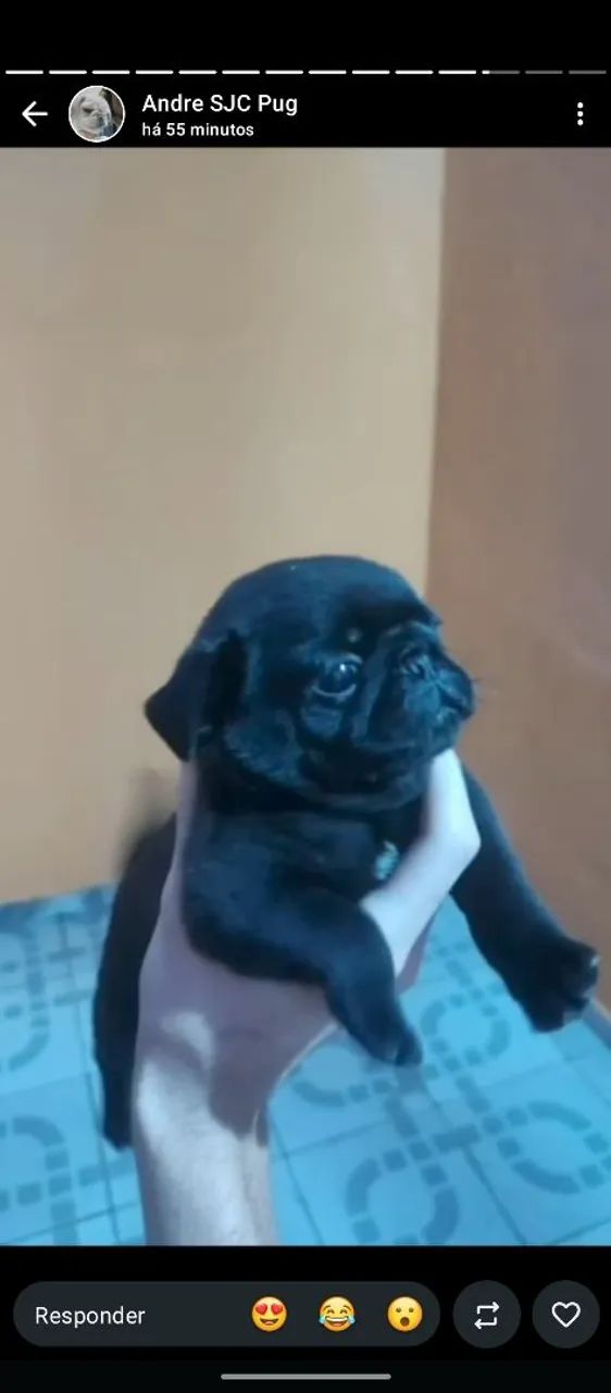 Pug  - Foto 2