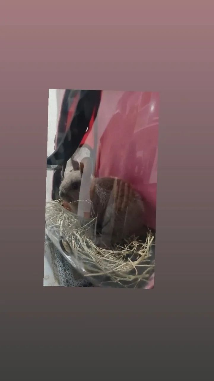 2 coelhas por 100$ - Foto 2