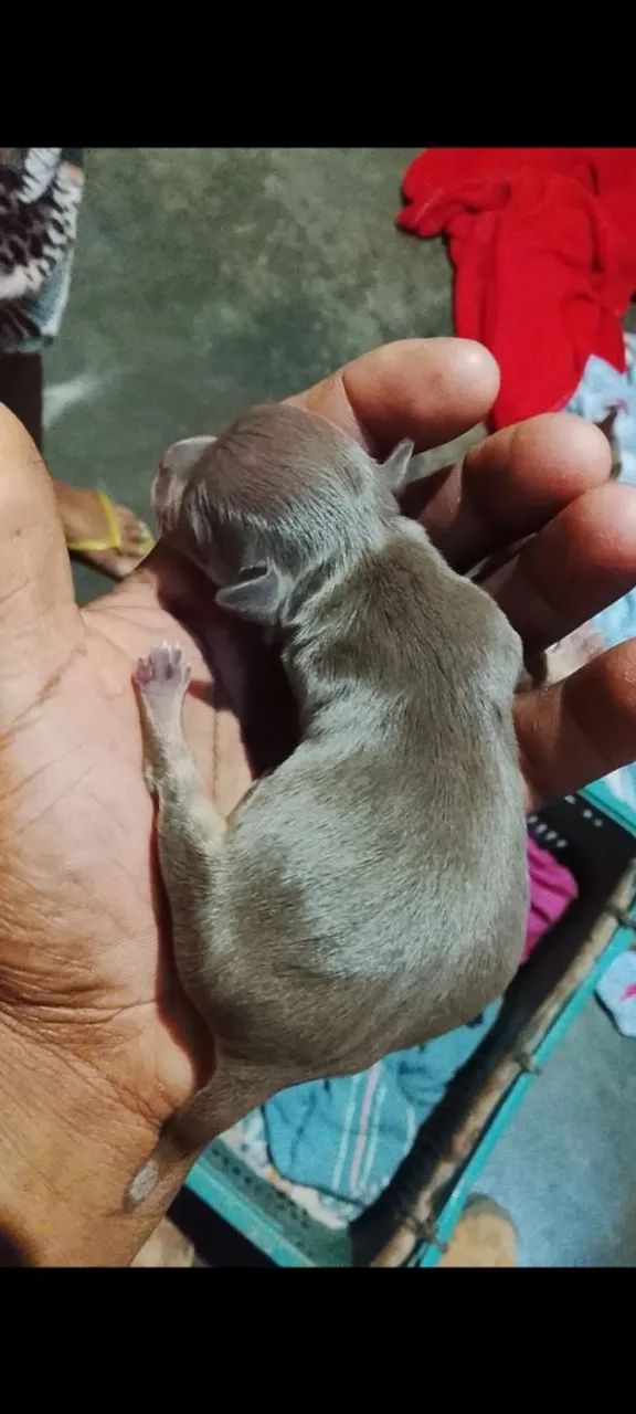 Pinscher 