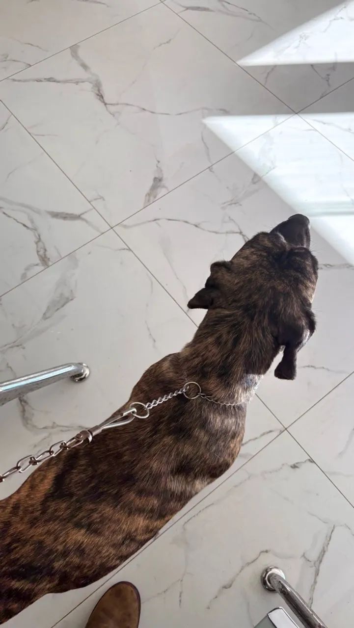 Cachorro
