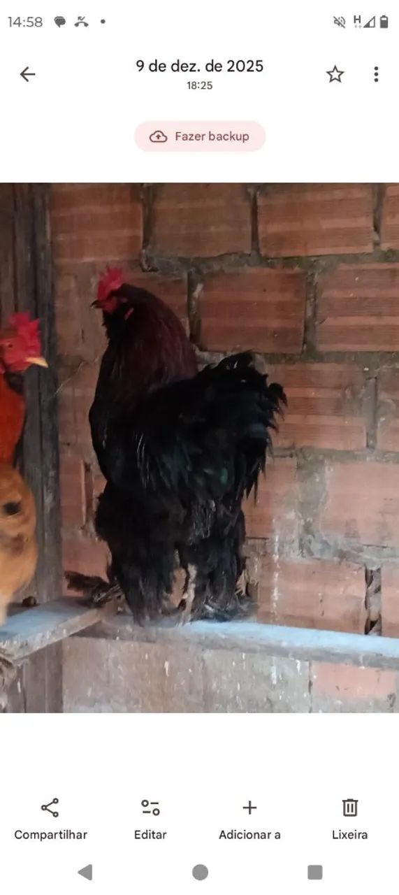 Vendo ou troco galo Brahma  - Foto 3