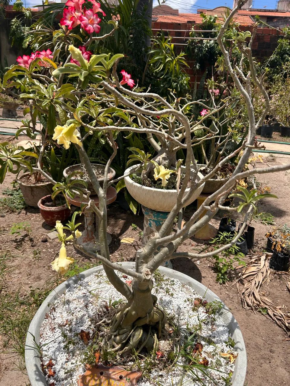 Rosa do deserto  - Foto 4