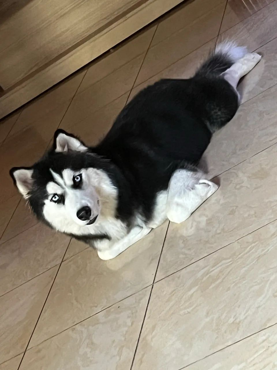 Filhotes de Husky - Foto 2