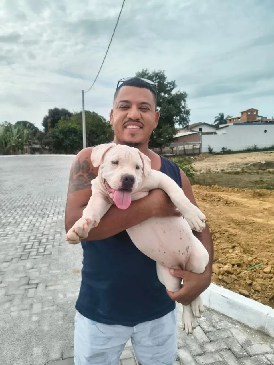 América Bully linda  - Foto 4
