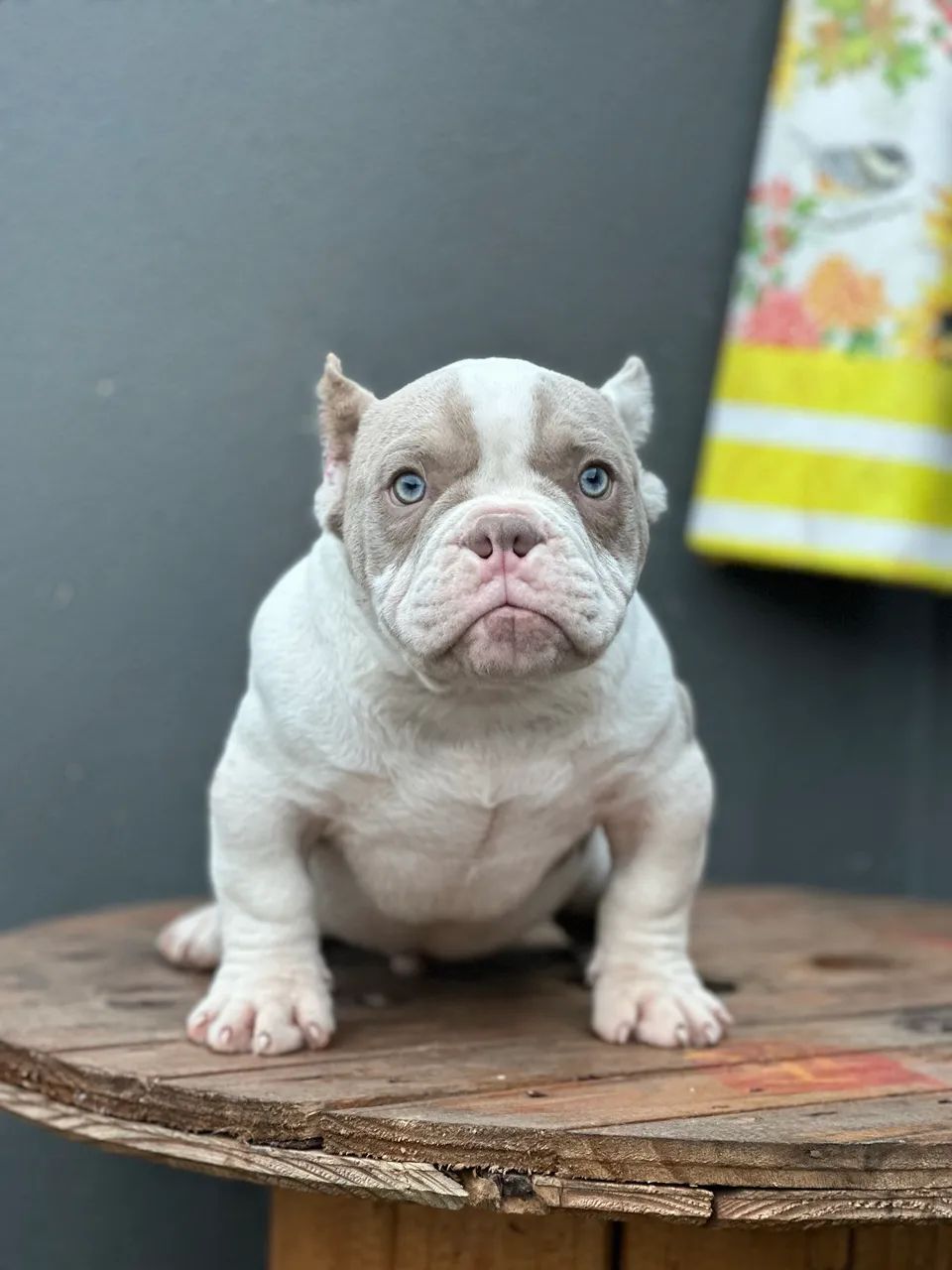 AMERICAN BULLY MICRO - MACHO  - Foto 5