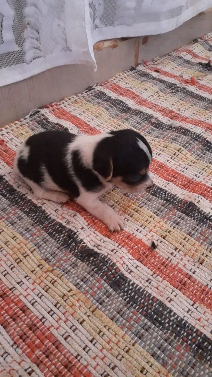 Filhotes de Pincher  - Foto 4