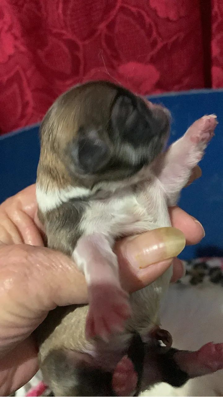 Venda de Pequines 