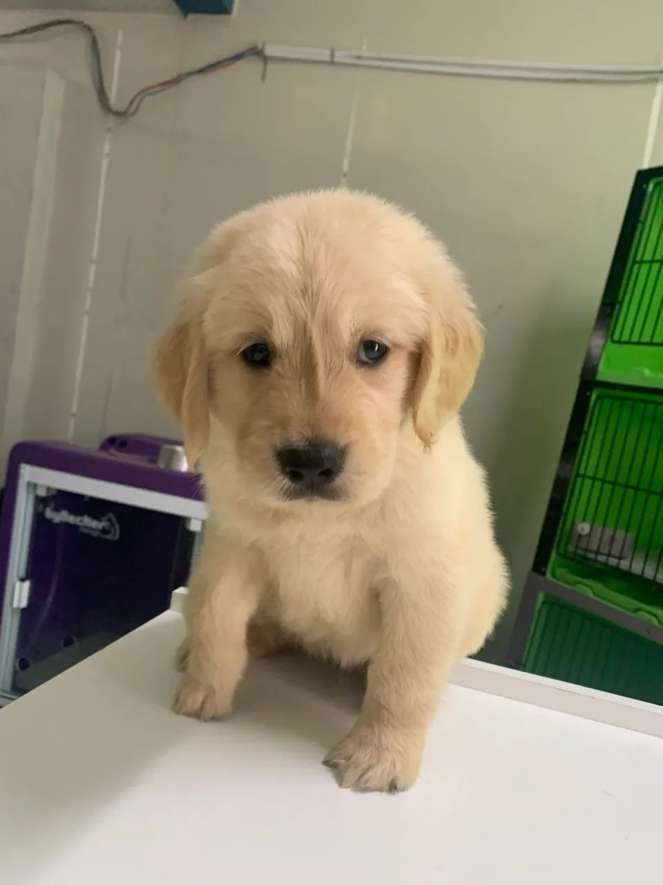 Golden Retriever - Foto 2