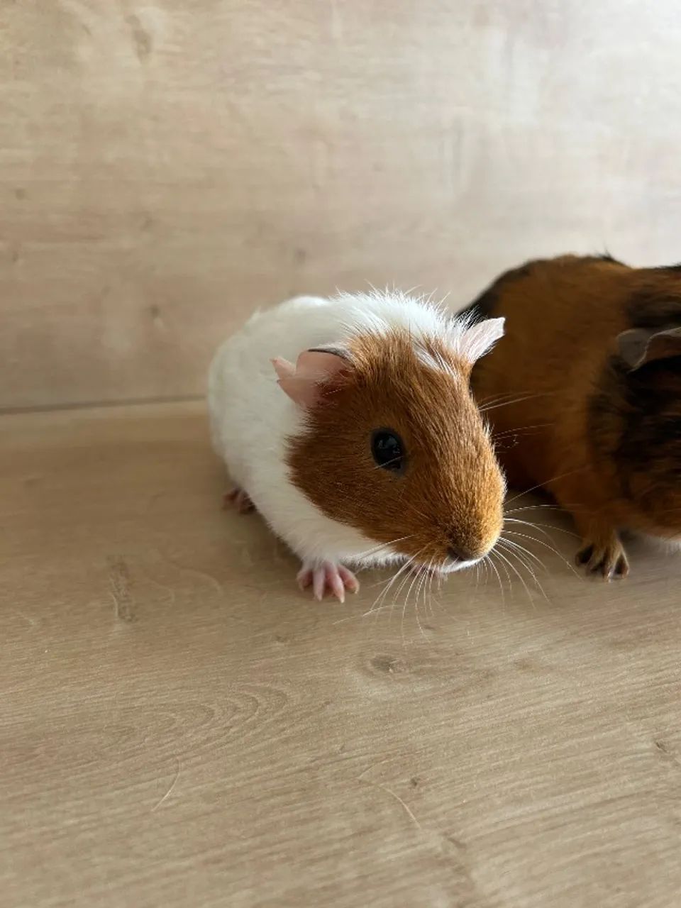 Doação de porquinho da índia 