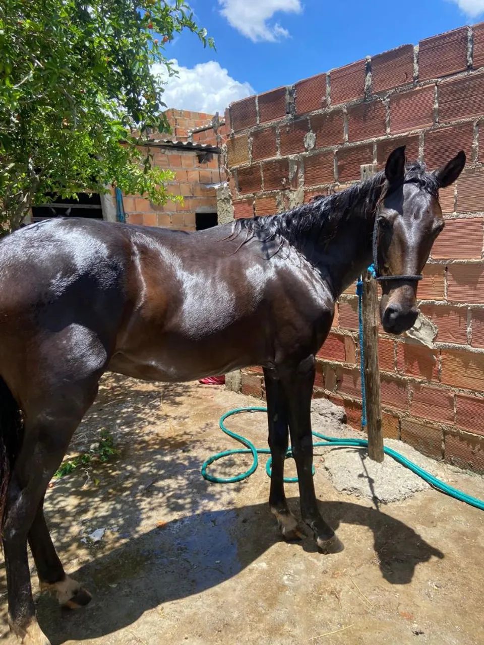 Vende-se cavalo potro 1 ano margalada Machador picado original manso - Foto 2