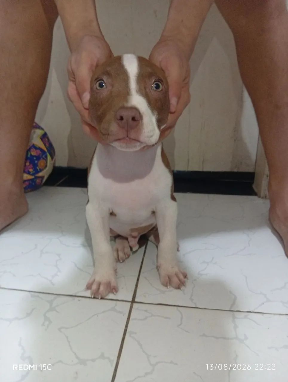 Filhote de Pitbull 