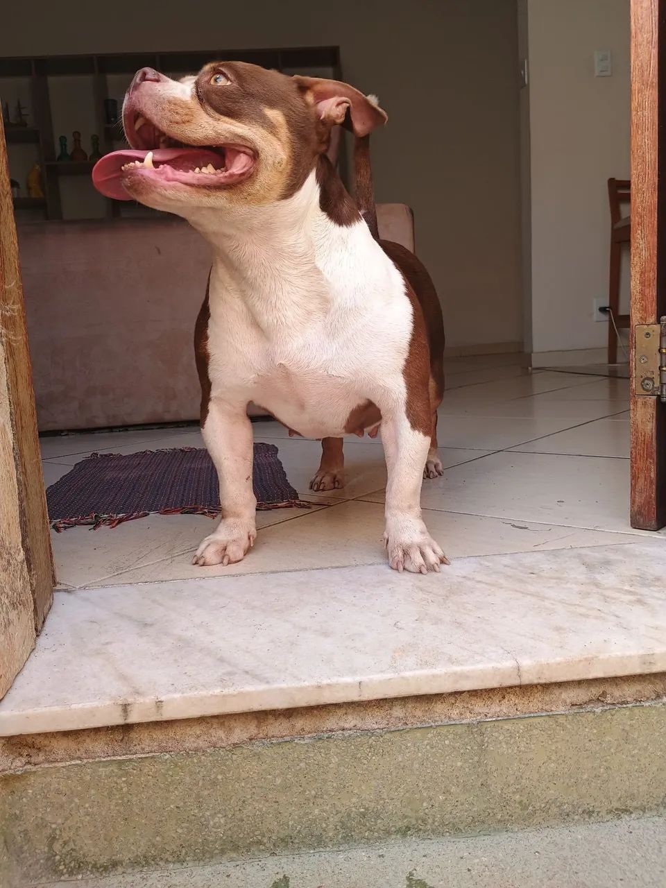 American Bully  - Foto 3
