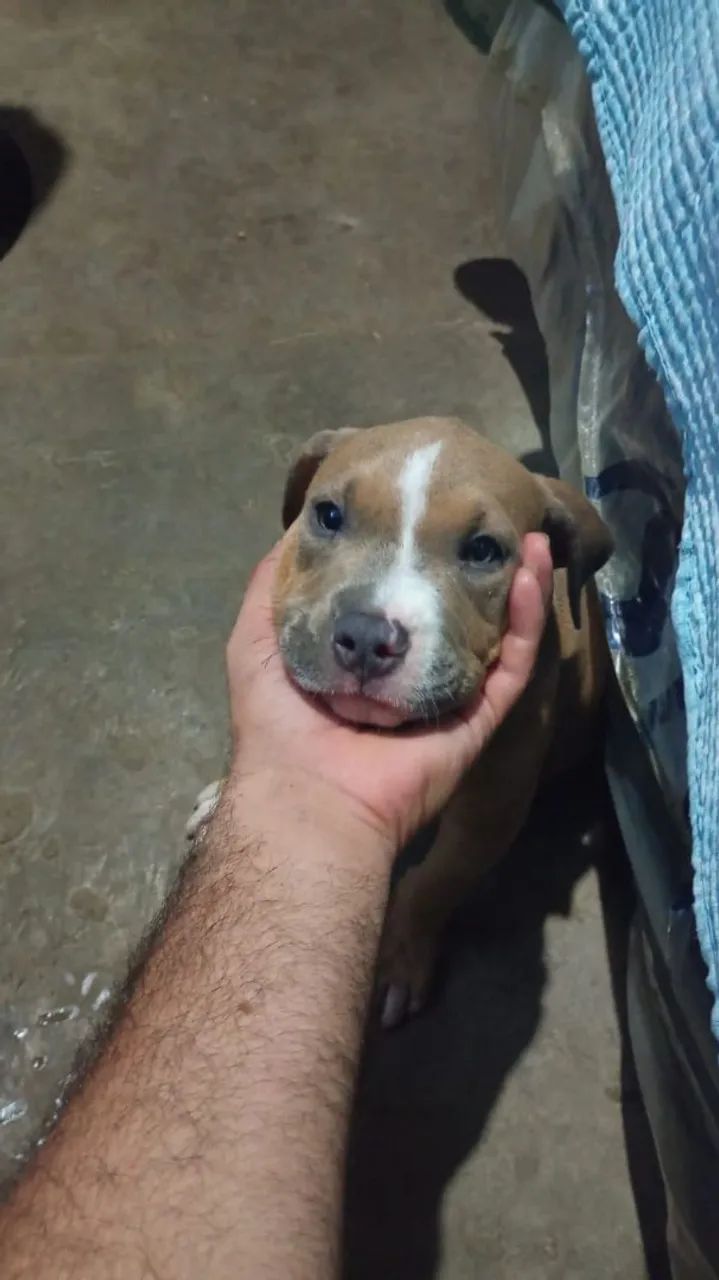Vendo American Bully - Foto 4
