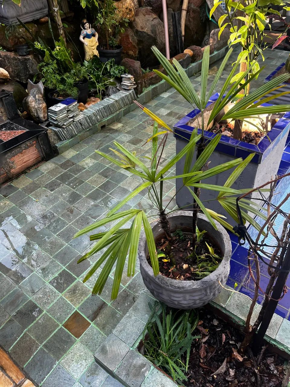Planta Ráfia e shefrera  - Foto 5