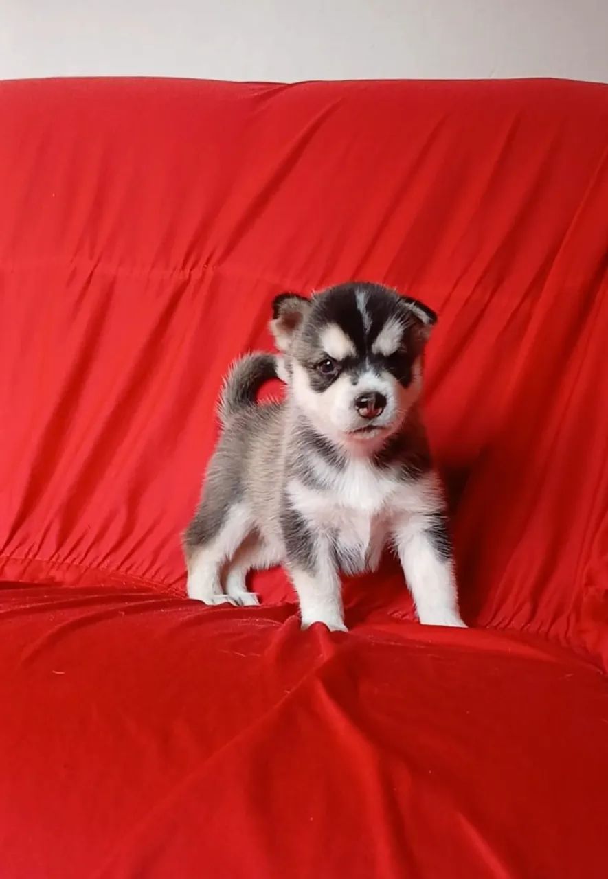 Husky Siberiano  - Foto 2