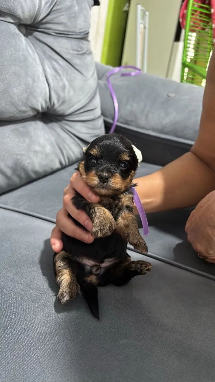 Yorkshire terrier mini - Foto 3