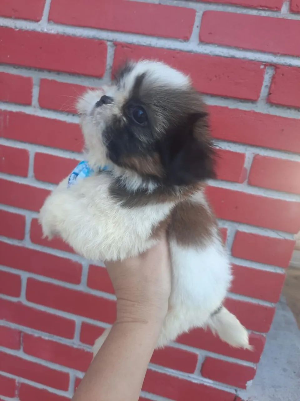 Vendo Shitzu macho ? - Foto 4