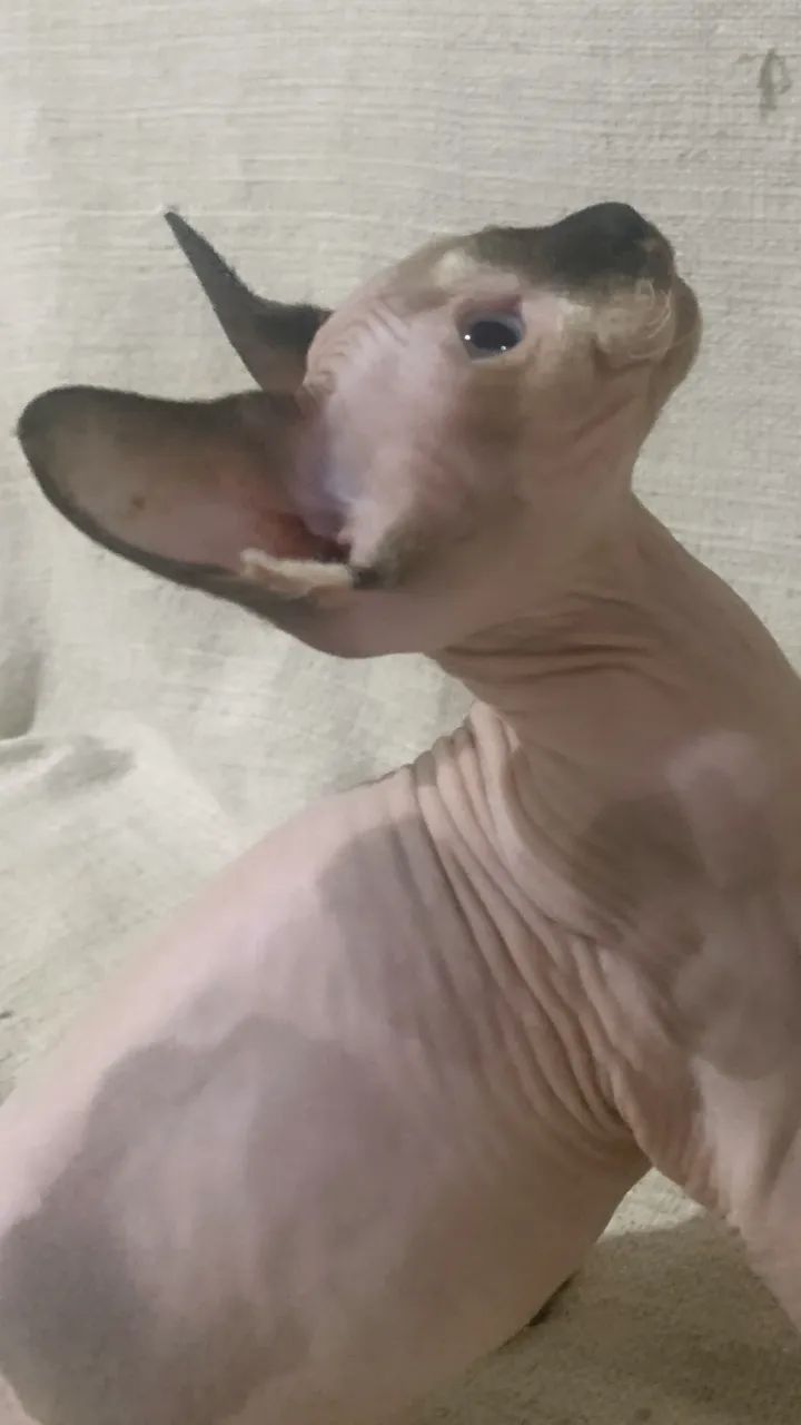Fêmea sphynx  - Foto 2