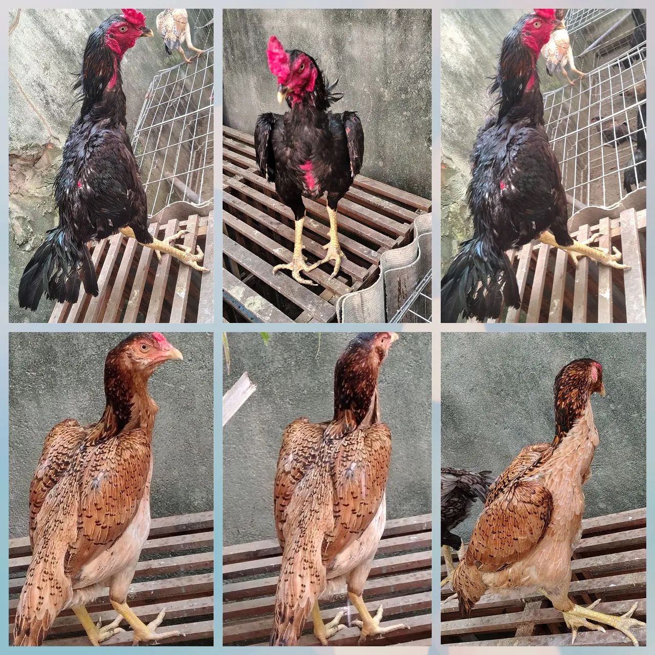 Casal de frango da raça Mura ideal para reprodutor r$ 500 individual r$ 300