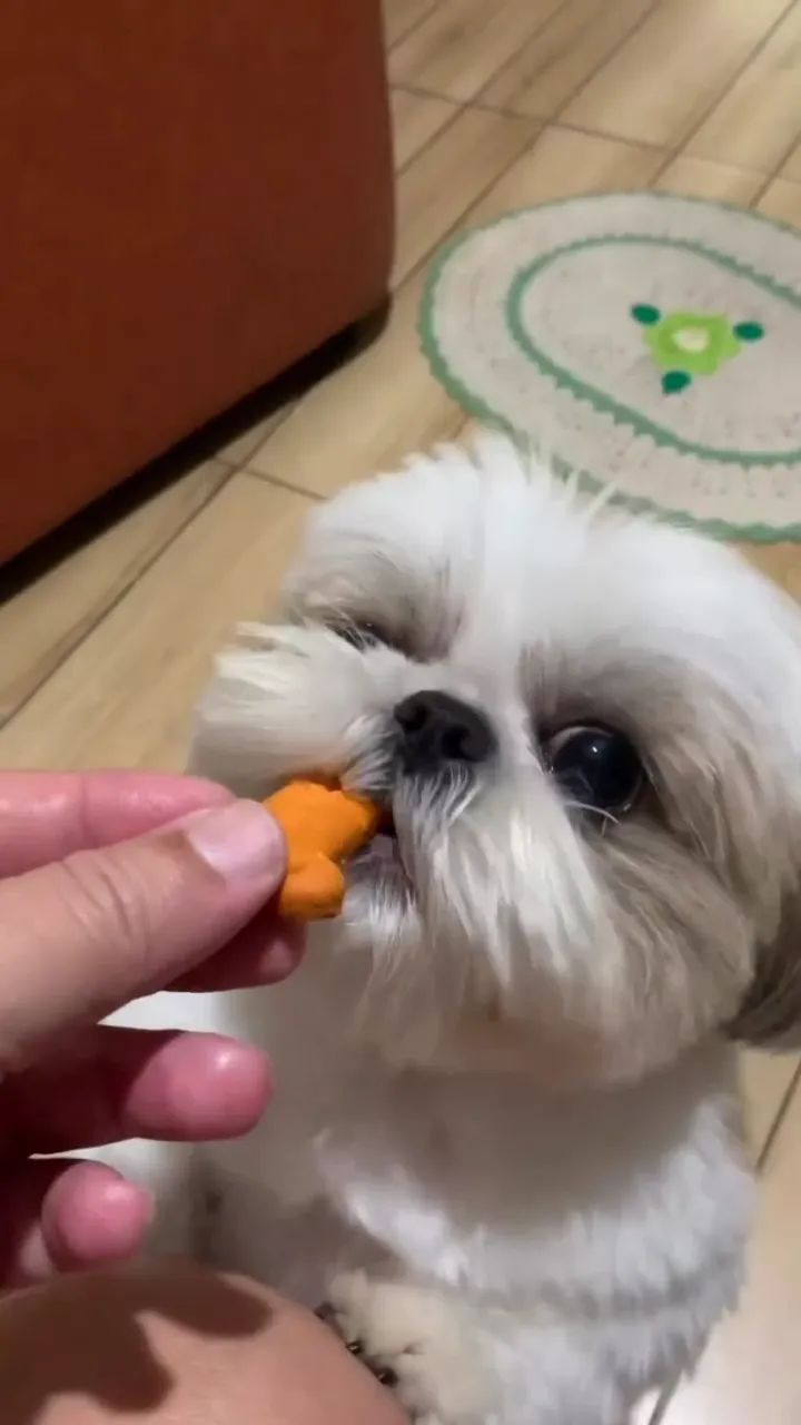 SHIH-TZU MICRO - FILHOTES DISPONÍVEIS - Foto 3