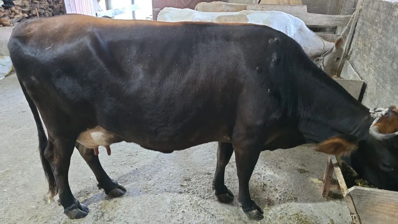 Vaca de leite  - Foto 2