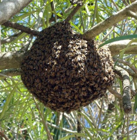 Remoção de abelhas vespas marimbondos!!!!!!!! - Foto 3