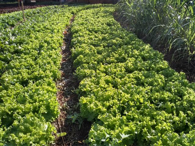 Verduras organicas , para revenda e cliente final - Foto 4