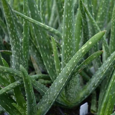 Mudas de Babosa Aloe Vera