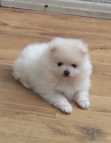 Lulu da Pomerânia filhotes - Foto 2