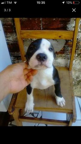 Vendo Pit Monster - Foto 6