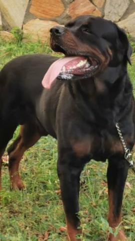 Rottwailer para cruzar com pedigree - Foto 6