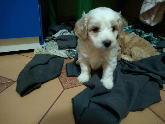 Vendo - Foto 3