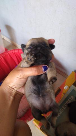Filhotes de pug - Foto 2